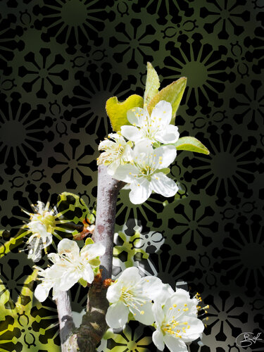 Éclat de taille : Mémoire van Raphaël Galante, Digitaal te koop op Singulart