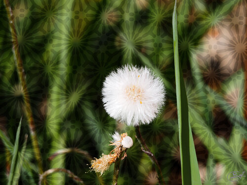 Entre deux battements d’ailes de papillon van Raphaël Galante, Digitaal te koop op Singulart