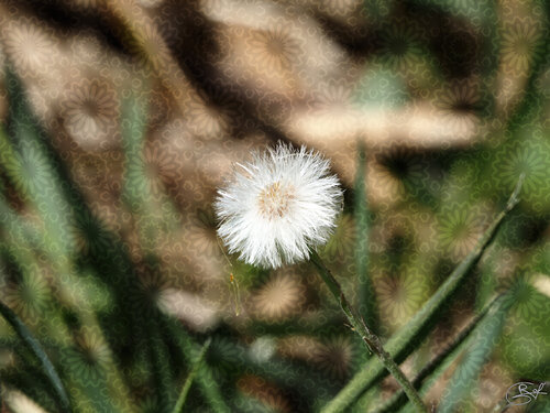 Sur un fil invisible van Raphaël Galante, Digitaal te koop op Singulart
