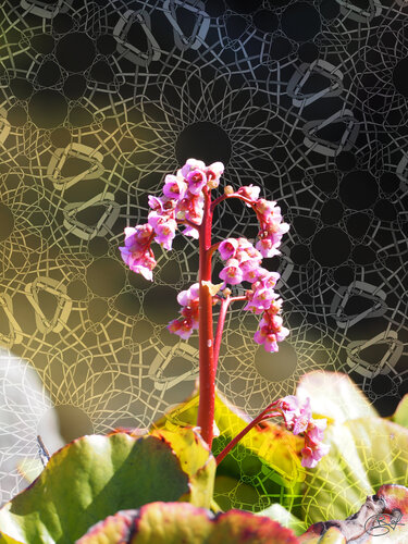 Origine Dorée van Raphaël Galante, Digitaal te koop op Singulart