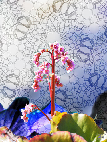 Éclat Boréal van Raphaël Galante, Digitaal te koop op Singulart