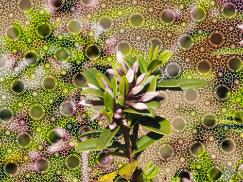 La Daphné by Raphaël Galante, Digital for Sale on Singulart