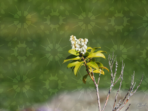 Murmure des clochettes van Raphaël Galante, Digitaal te koop op Singulart