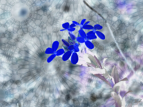 Contre-chant d’un pistil nocturne van Raphaël Galante, Digitaal te koop op Singulart