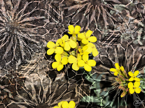 Floraison sur roche éternelle by Raphaël Galante, Digital for Sale on Singulart