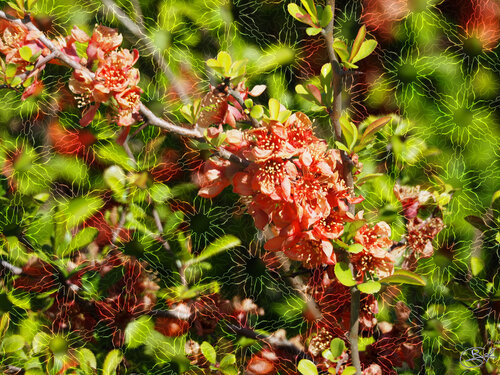 Le murmure suspendu entre deux matrices van Raphaël Galante, Digitaal te koop op Singulart