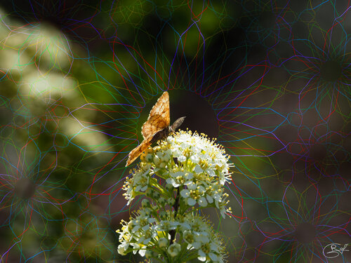 Nectar stellaire van Raphaël Galante, Digitaal te koop op Singulart