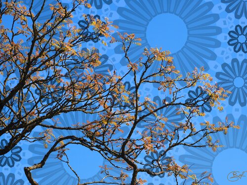Inflorescence spectrale par Raphaël Galante, Digital en vente sur Singulart