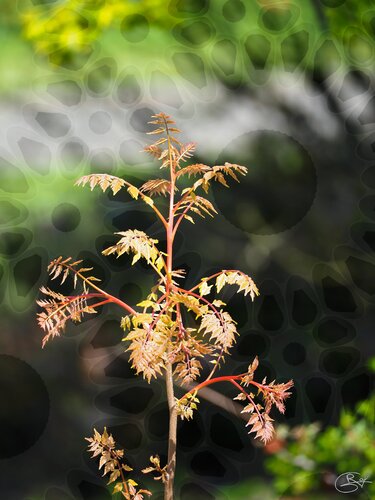 Flamboiement sous verdure van Raphaël Galante, Digitaal te koop op Singulart