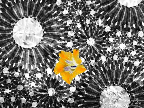 Étoile née d’une nuit éclatante van Raphaël Galante, Digitaal te koop op Singulart