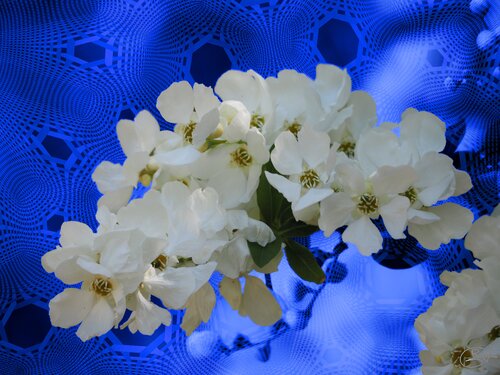 Constellation florale by Raphaël Galante, Digital for Sale on Singulart