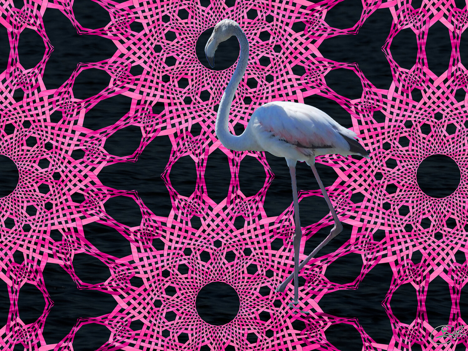 Portrait d'un flamant rose (24-08-2022) Raphaël Galante Druck zu verkaufen