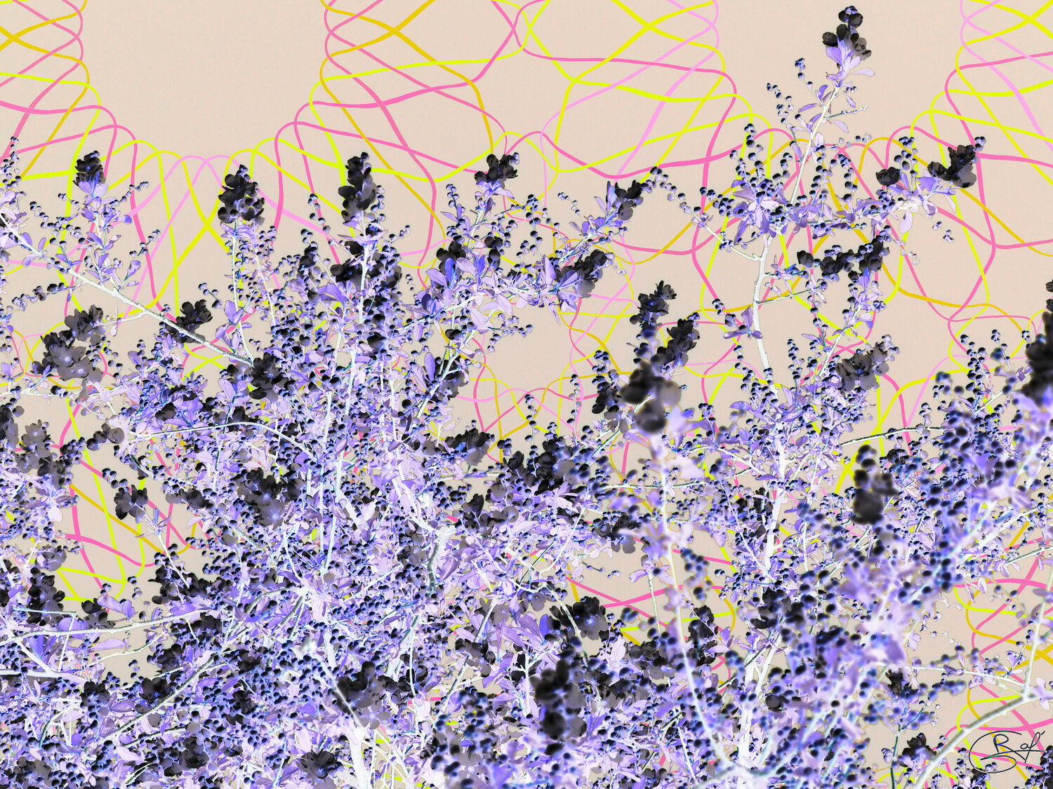 Branches sans maître en fugue Raphaël Galante