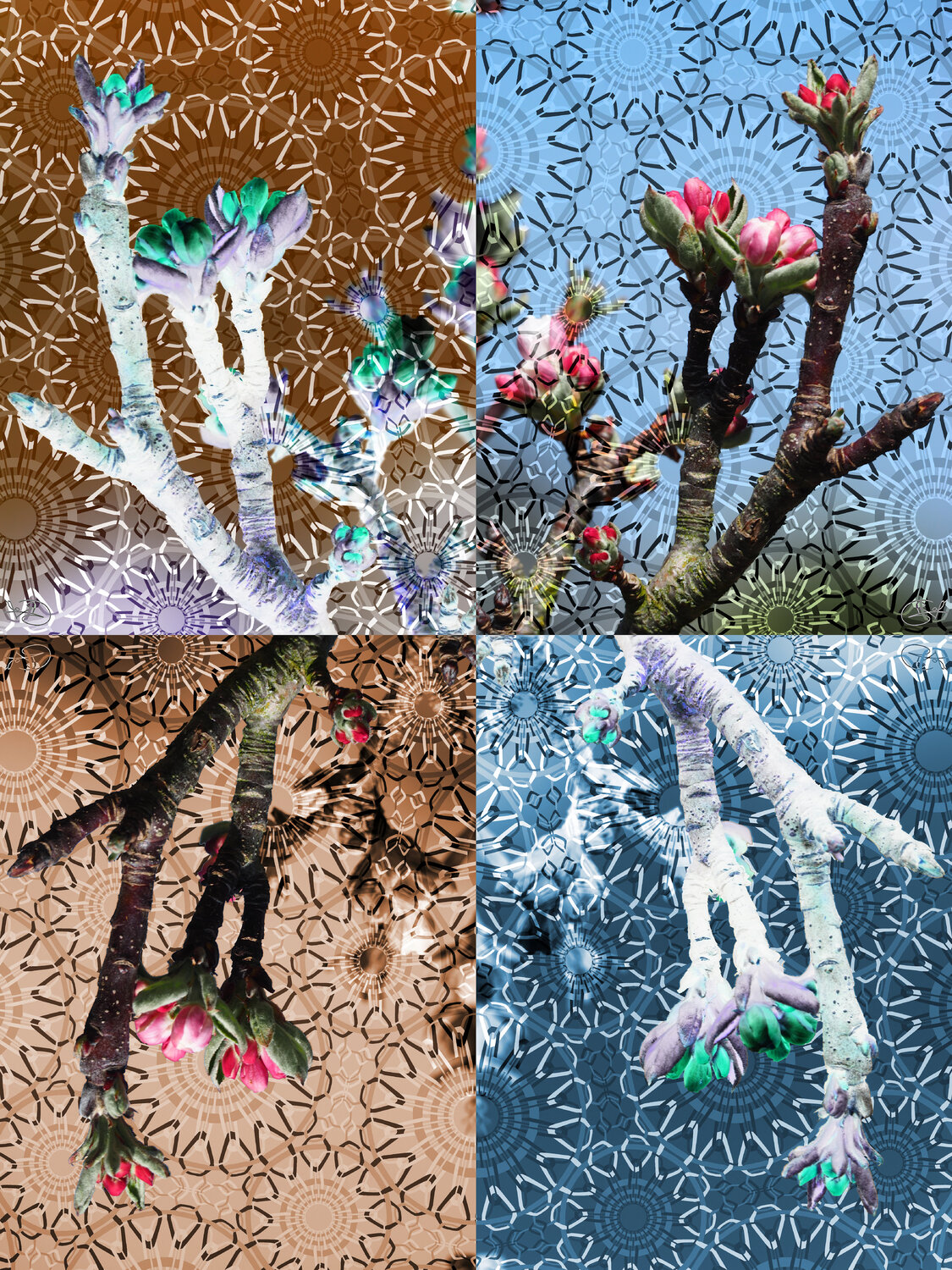 Le bal costumé des bourgeons Raphaël Galante