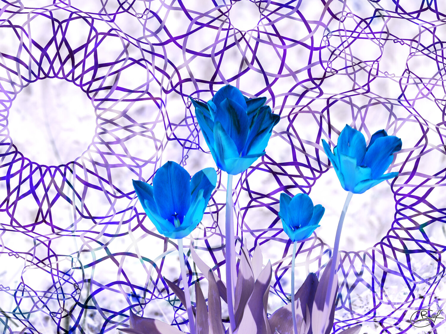 Complexe d’as en Or Raphaël Galante