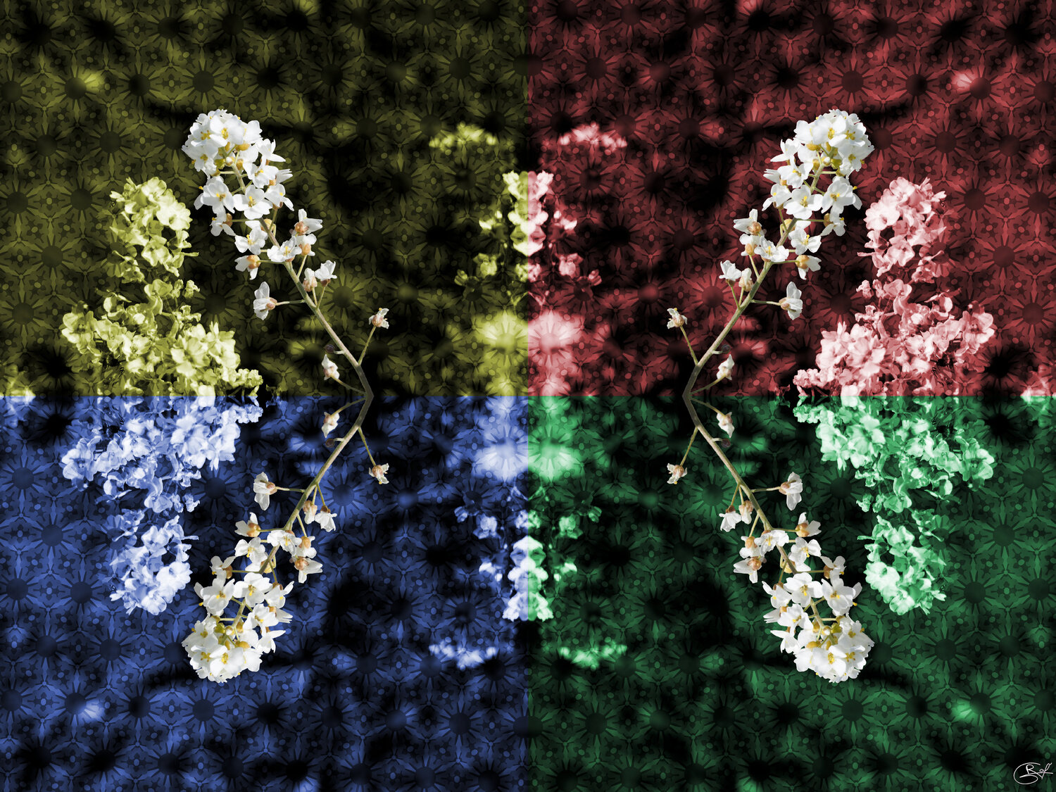 Tetra Croix Raphaël Galante