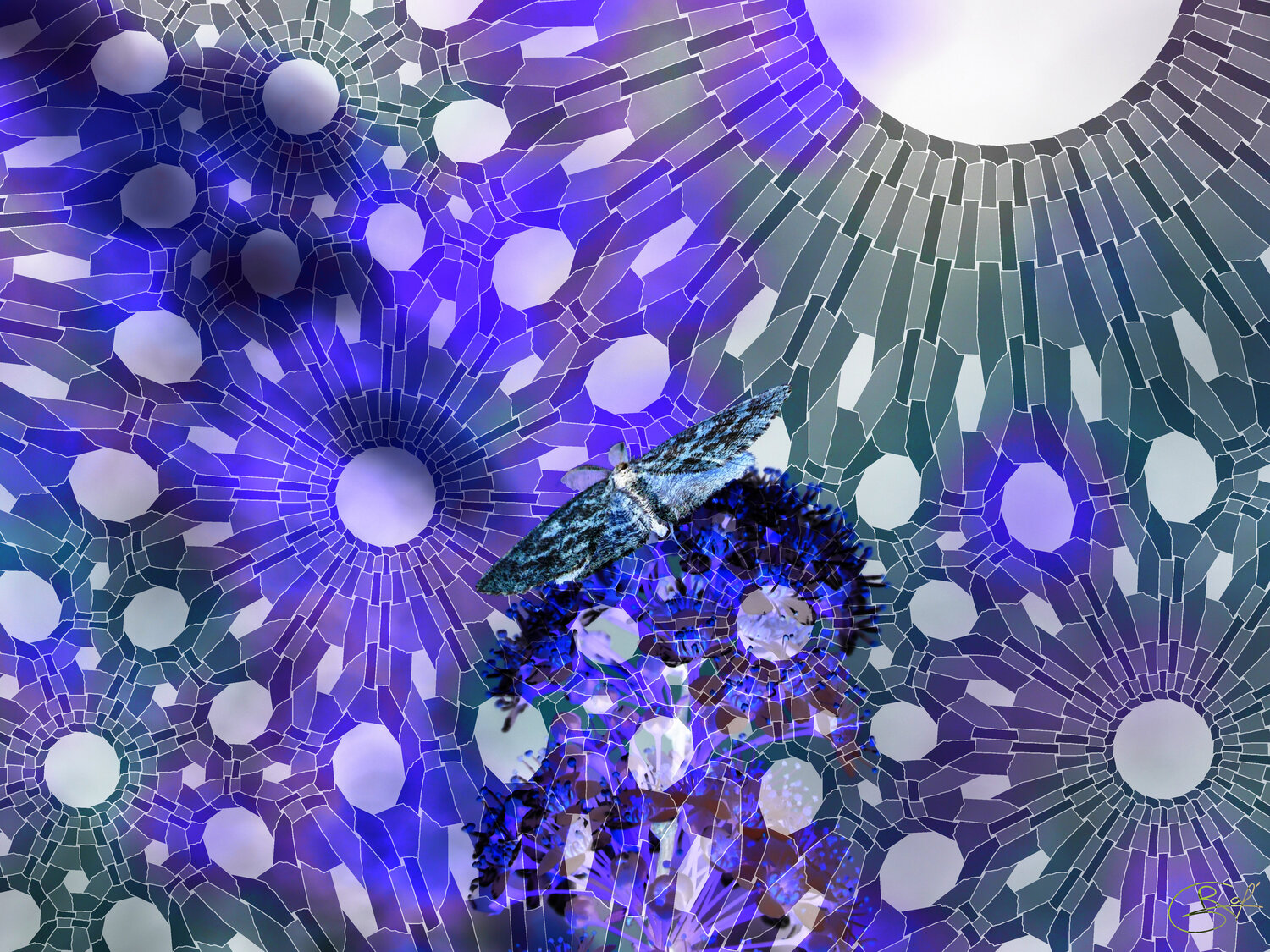 Persistance sous la silence nocturne Raphaël Galante