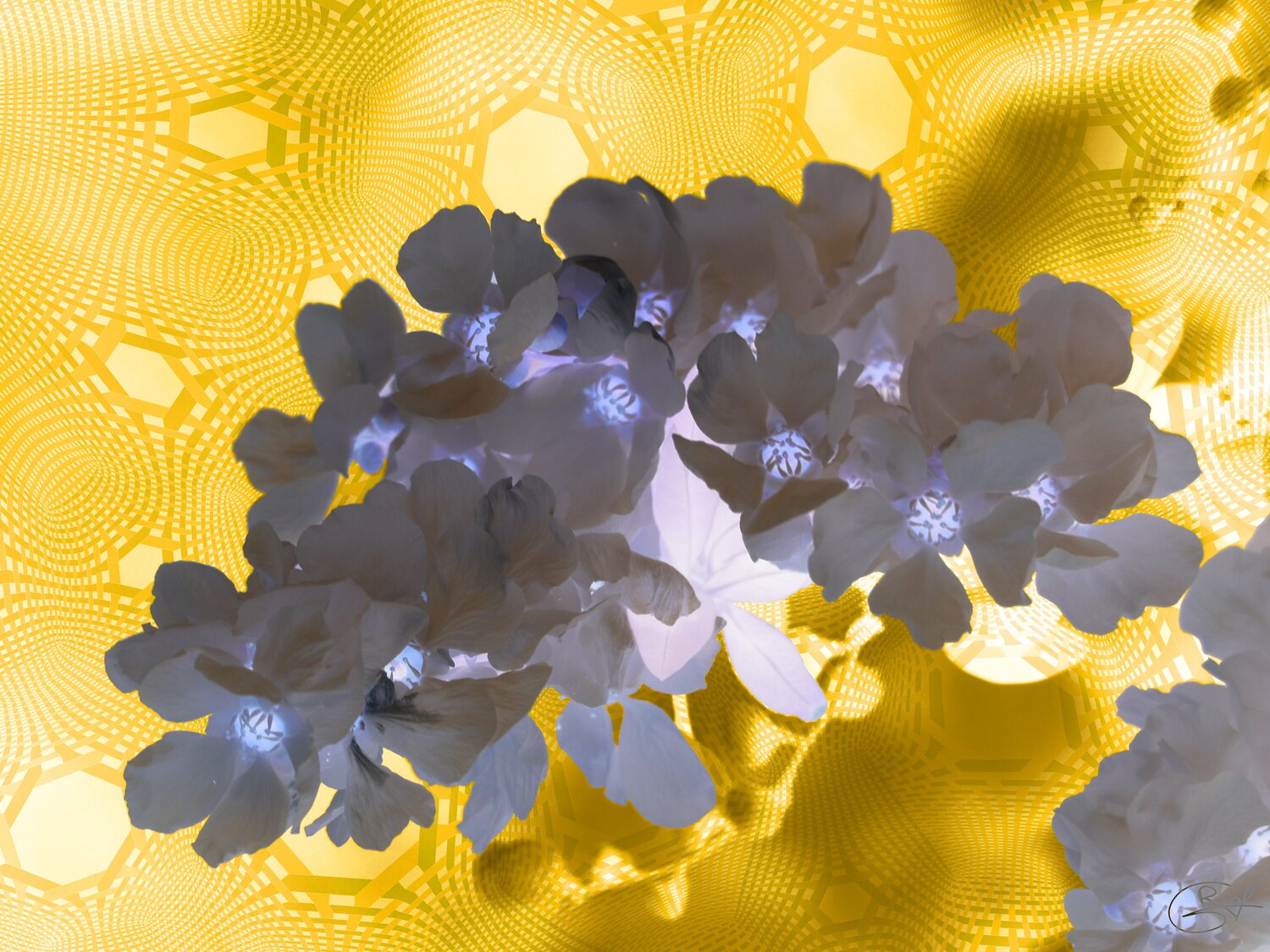 Bain d’or obscur Raphaël Galante