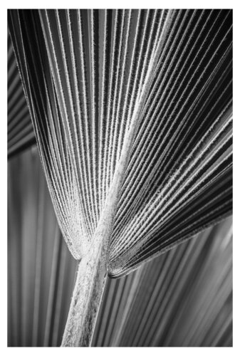 Palmenblätter van Folker Reinhold Peter Pritsch, Fotografie te koop op Singulart