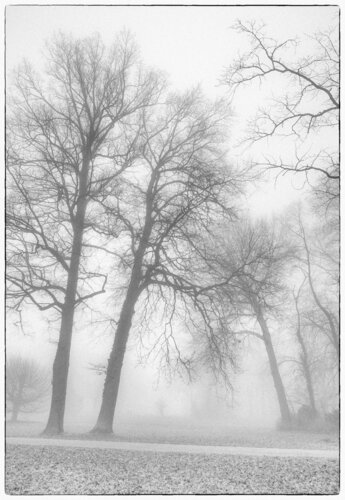 Park im Nebel von Folker Reinhold Peter Pritsch, Fotografie kaufen auf Singulart