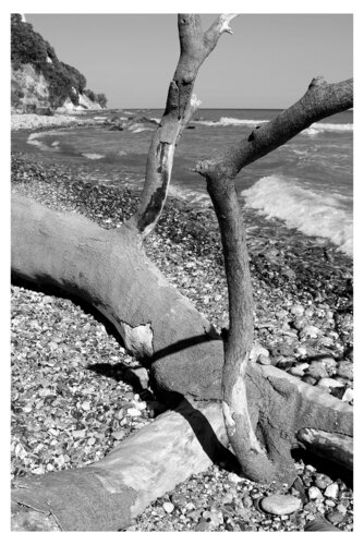Gestürzter Baum-Rügenstrand von Folker Reinhold Peter Pritsch, Fotografie kaufen auf Singulart