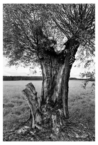 Weide am Feldrand von Folker Reinhold Peter Pritsch, Fotografie kaufen auf Singulart