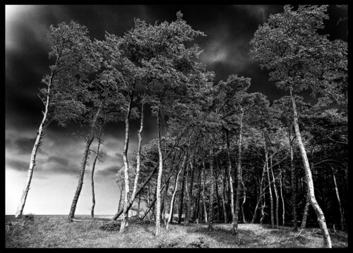 Kiefern am Weststrand von Folker Reinhold Peter Pritsch, Fotografie kaufen auf Singulart