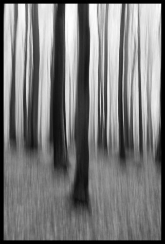 Buchenwald auf Rügen von Folker Reinhold Peter Pritsch, Fotografie kaufen auf Singulart