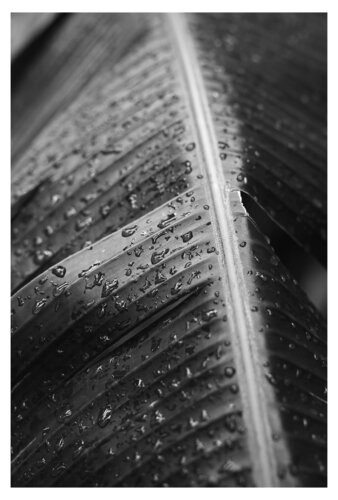 Blatt einer tropischen Pflanze von Folker Reinhold Peter Pritsch, Fotografie kaufen auf Singulart