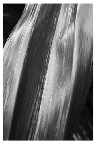 Agavenblatt di Folker Reinhold Peter Pritsch, Fotografia in vendita su Singulart