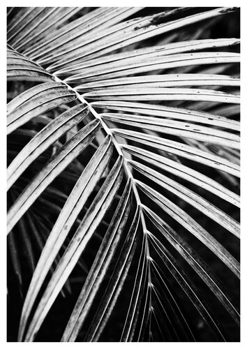 Palmenblatt di Folker Reinhold Peter Pritsch, Fotografia in vendita su Singulart