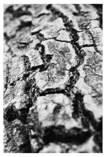 Kiefer im Märchenwald par Folker Reinhold Peter Pritsch, Photographie en vente sur Singulart