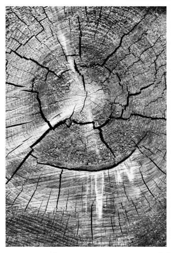 Baumstamm von Folker Reinhold Peter Pritsch, Fotografie kaufen auf Singulart