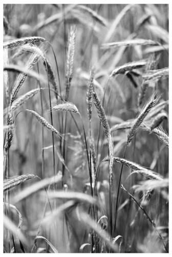 Getreidefeld di Folker Reinhold Peter Pritsch, Fotografia in vendita su Singulart