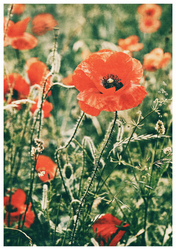 Mohnblumen di Folker Reinhold Peter Pritsch, Fotografia in vendita su Singulart