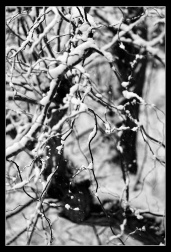 Weide im Winter di Folker Reinhold Peter Pritsch, Fotografia in vendita su Singulart