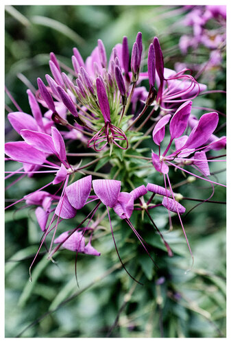 Spinnenblume di Folker Reinhold Peter Pritsch, Fotografia in vendita su Singulart