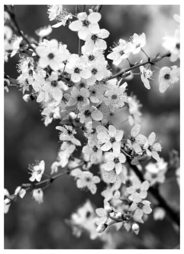 Frühling di Folker Reinhold Peter Pritsch, Fotografia in vendita su Singulart