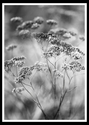 Feldpflanzen im Herbst de Folker Reinhold Peter Pritsch, Fotografía a la venta en Singulart