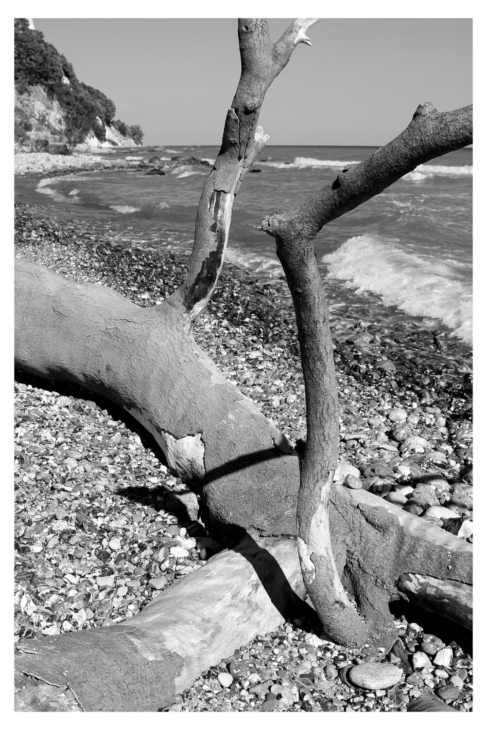 Gestürzter Baum-Rügenstrand Folker Reinhold Peter Pritsch Fotografie zu verkaufen