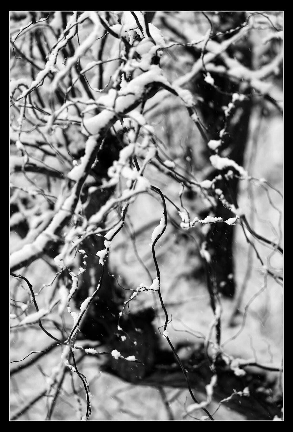Weide im Winter Folker Reinhold Peter Pritsch
