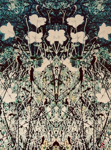 Herbstblumen van Claudia Altemeier, Fotografie te koop op Singulart