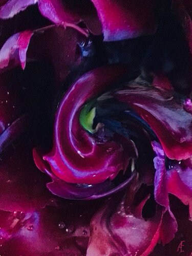 Tulpen Variationen 1 by Claudia Altemeier, Photography for Sale on Singulart