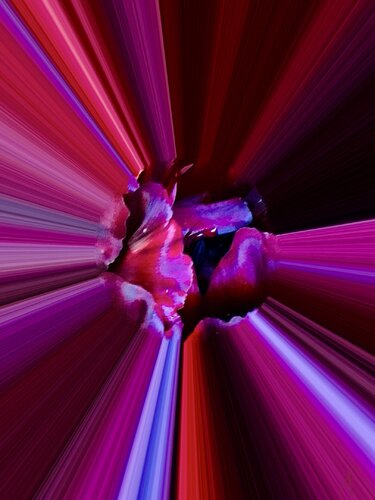 Tulpen Variationen 2 van Claudia Altemeier, Fotografie te koop op Singulart