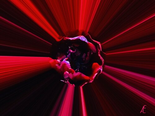 Tulpen Variationen 4 by Claudia Altemeier, Photography for Sale on Singulart