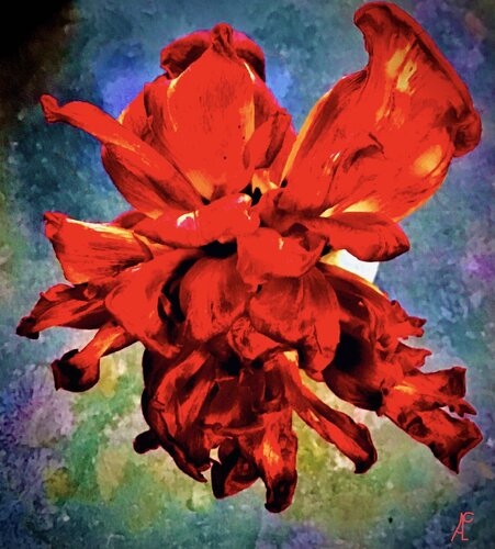 Schönheit der Vergänglichkeit by Claudia Altemeier, 写真 for Sale on Singulart