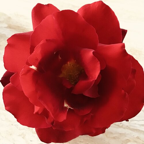 A Sign of Love par Claudia Altemeier, Photographie en vente sur Singulart