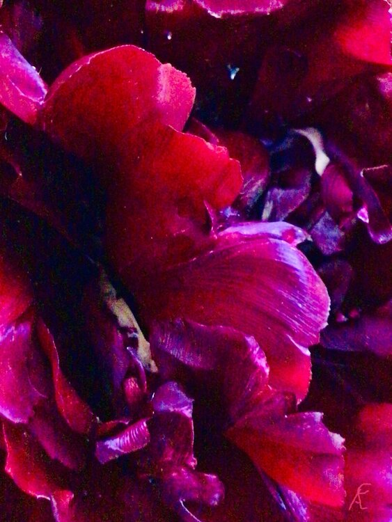 Tulpen Variationen 3 Claudia Altemeier