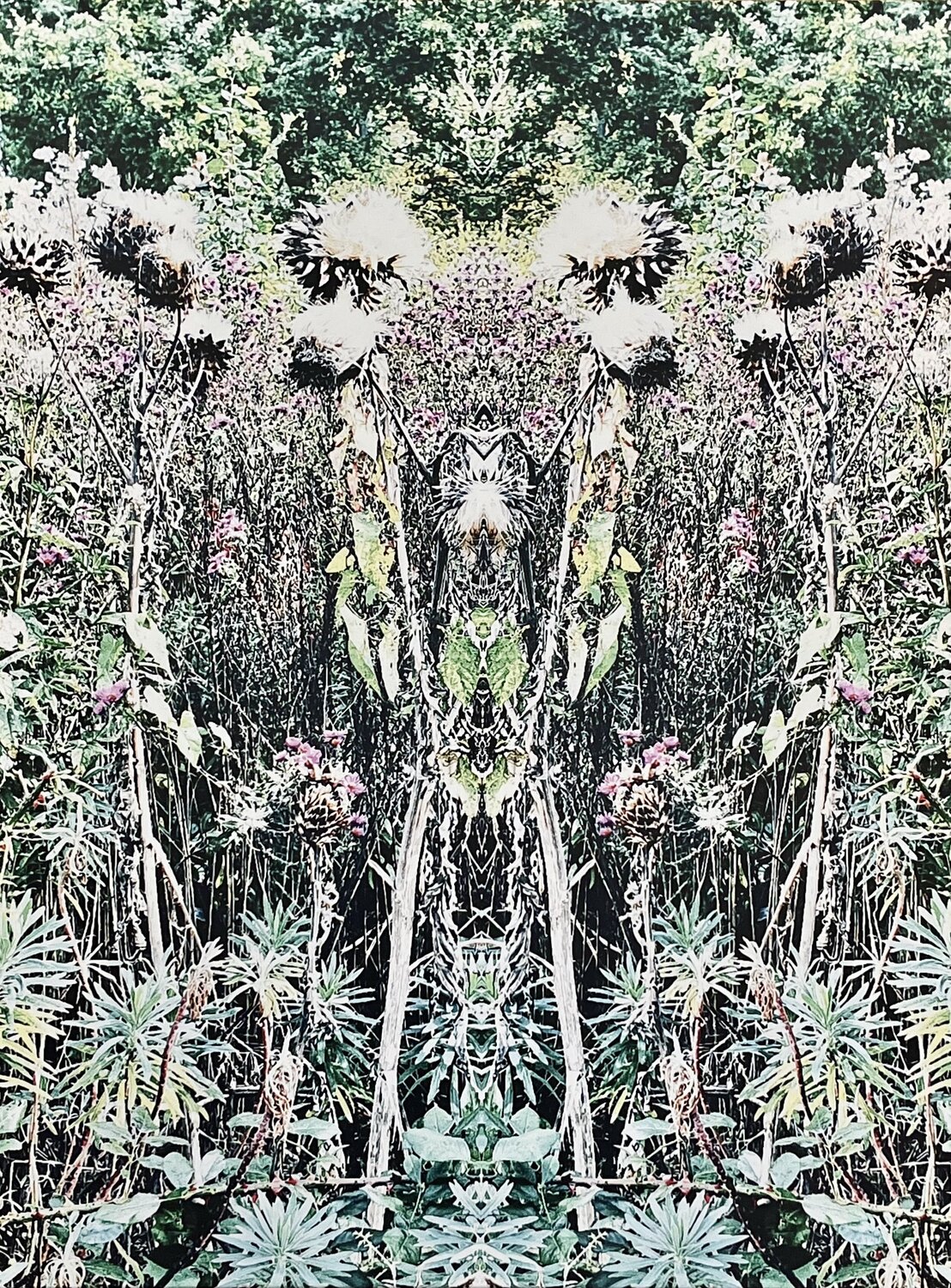 Disteln im Herbst Claudia Altemeier