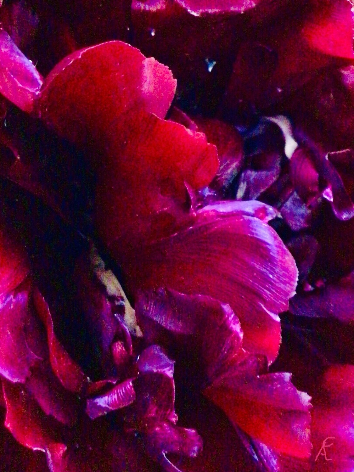 Tulpen Variationen 3 Claudia Altemeier